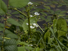 Echinodorus cordifolius