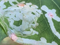 Marmara smilacisella