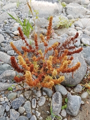 Rumex fueginus