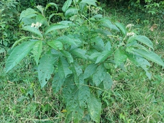 Solanum umbellatum