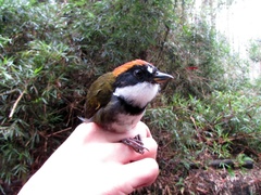 Arremon brunneinucha