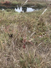 Festuca rubra