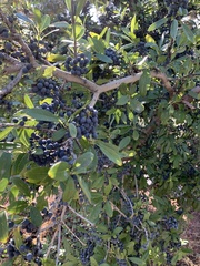 Forestiera