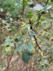 Rosa canina