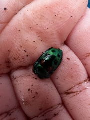 Scutiphora pedicellata