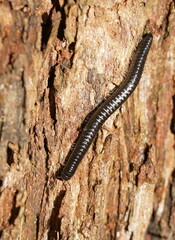 Ommatoiulus moreleti