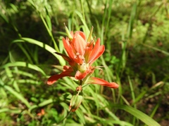 Castilleja nelsonii