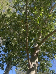 Populus fremontii