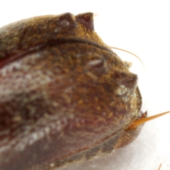 Xyloblaptus quadrispinosus