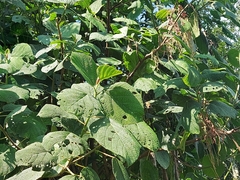 Urera baccifera