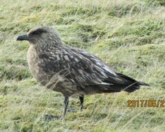 Stercorarius skua