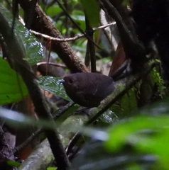 Scytalopus rodriguezi