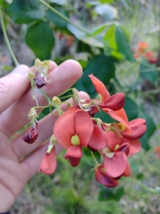 Kennedia coccinea