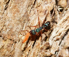 Rhytidoponera aspera