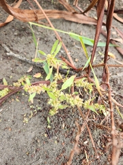 Rumex maritimus