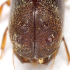 Xyloblaptus quadrispinosus