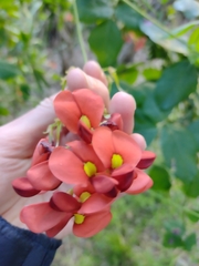 Kennedia coccinea