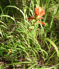 Castilleja nelsonii