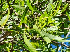Phoradendron quadrangulare