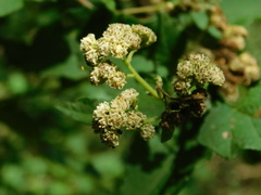 Parthenium fruticosum
