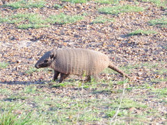 Euphractus sexcinctus