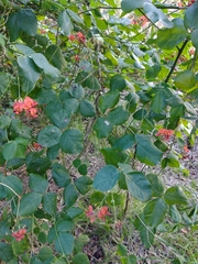 Kennedia coccinea