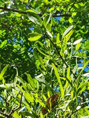 Phoradendron quadrangulare