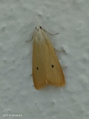 Scirpophaga