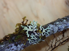 Hypotrachyna sinuosa