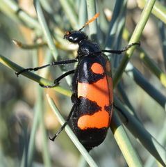 Hycleus scalaris