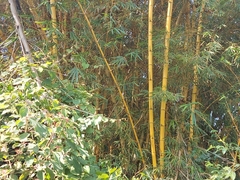 Bambusa vulgaris