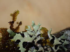 Hypotrachyna sinuosa