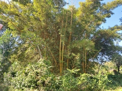 Bambusa vulgaris