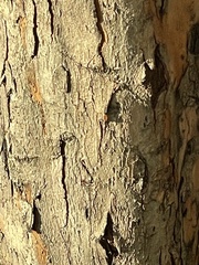 Zelkova serrata