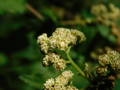 Parthenium fruticosum