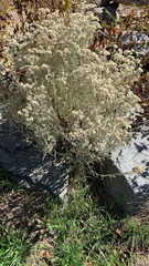 Pseudognaphalium