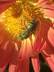 Agapostemon sericeus