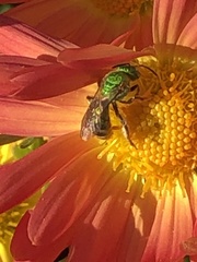 Agapostemon sericeus