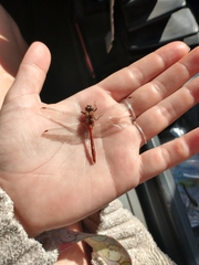 Sympetrum pallipes