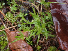Moehringia macrophylla
