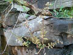 Sedum ebracteatum