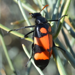 Hycleus scalaris