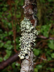 Hypotrachyna sinuosa