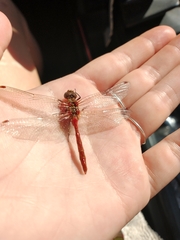 Sympetrum pallipes