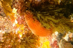 Australostichopus mollis