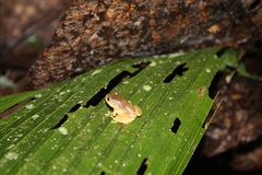 Pristimantis achatinus