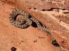 Crotalus oreganus concolor