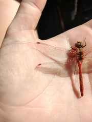Sympetrum pallipes