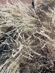 Artemisia filifolia