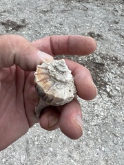 Sinistrofulgur pulleyi